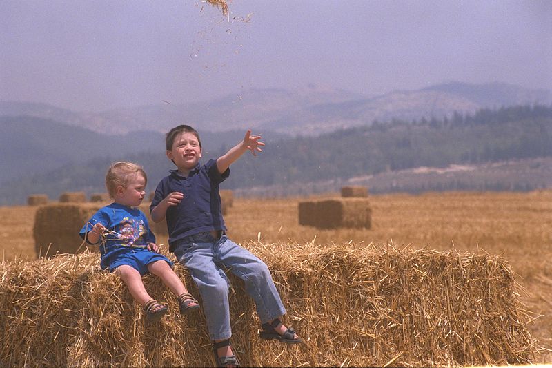 Children in a Wheat Field - Israel