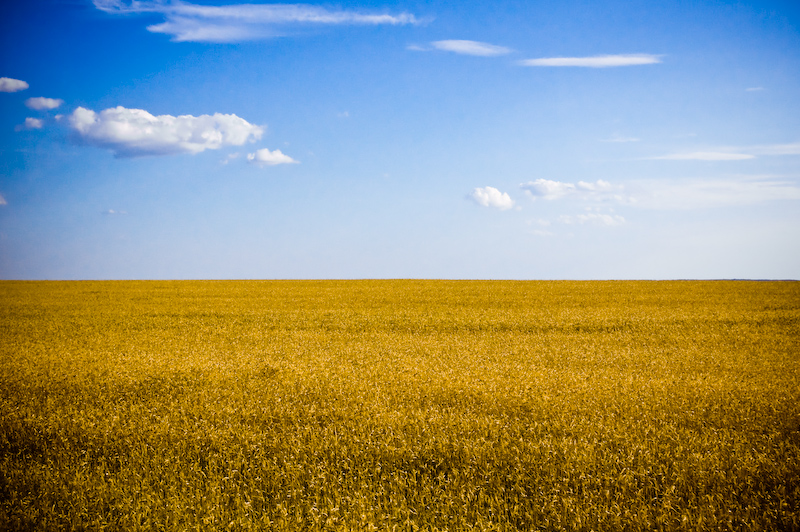 Wheat field in the Ukraine
